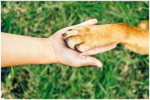 Самый безопасный и удобный способ подстричь ногти вашей собаке