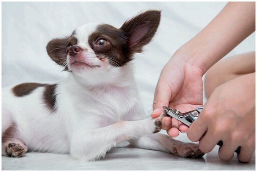 Самый безопасный и удобный способ стричь ногти вашей собаке