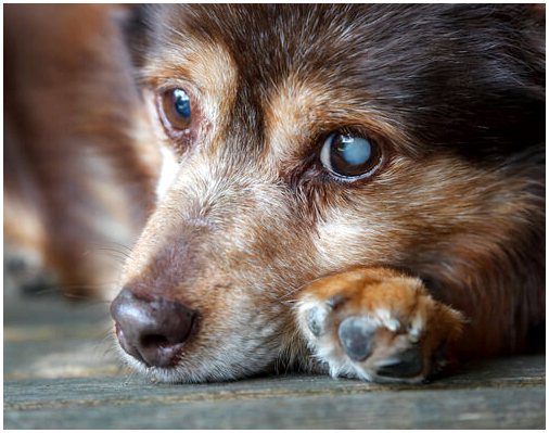 Симптомы катаракты и лечение у собак
