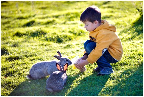 10 любопытных фактов о наших друзьях кроликах