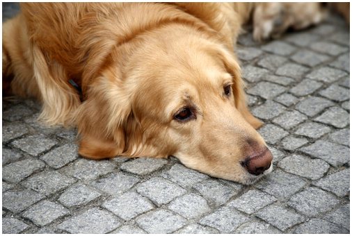 Собачья депрессия: профилактика и лечение