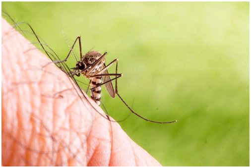 Тигровый комар во Франции: как распознать?