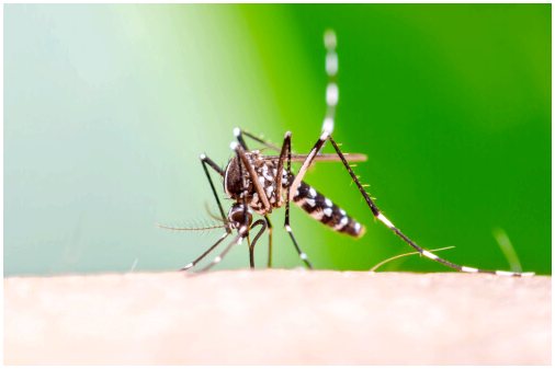 Тигровый комар во Франции: как распознать?