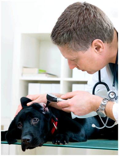 Атопический дерматит собак: способы лечения кожи вашего питомца