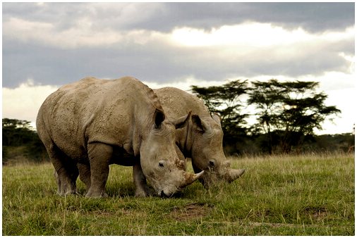 Принц Англии спасает носорогов