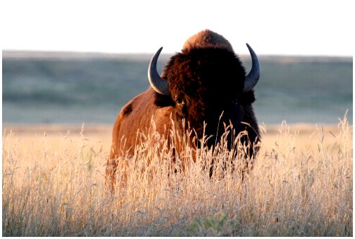 Узнайте, почему американский бизон когда-то был символом Великих равнин.