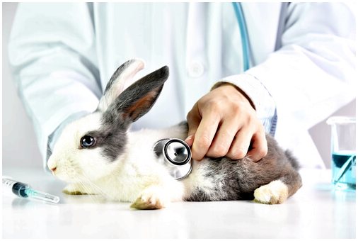 Вакцины для кроликов