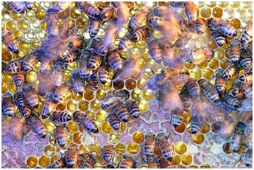Важность пчел в экосистеме