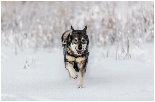 5 северных пород собак