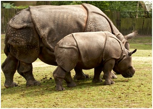 5 видов носорогов