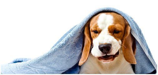 7 домашних средств от кашля у собак