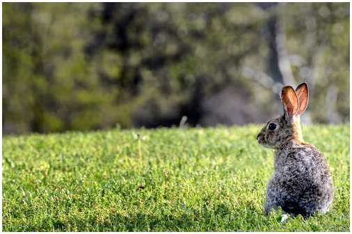 Агрессия у кроликов, почему и как ее решить?