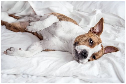 Болезнь Аддисона у собак: симптомы и лечение