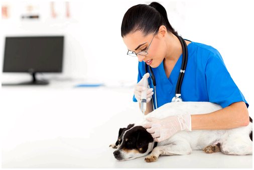 Болезнь Аддисона у собак: симптомы и лечение