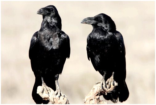 Чем отличаются черная ворона и ворон?