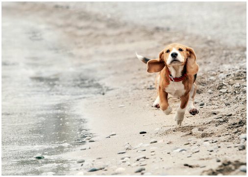 Четыре способа улучшить походку вашей собаки