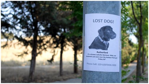 Что делать, если ваша собака потерялась