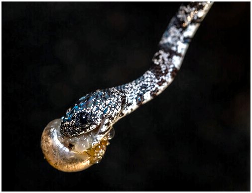 Что едят змеи, обнаруженные в Эквадоре?