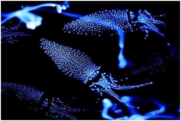 Что такое биолюминесценция?