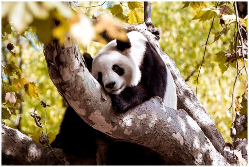 Диета медведя панды: это был не всегда бамбук