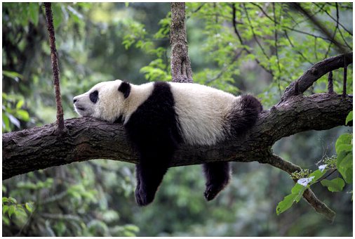 Диета медведя панды: это был не всегда бамбук