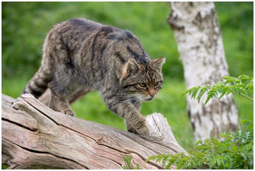 Дикая кошка: характеристики, поведение и среда обитания
