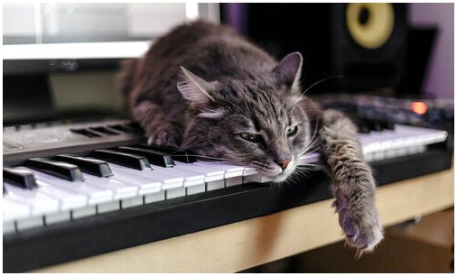 Есть ли у музыки польза и для кошек?