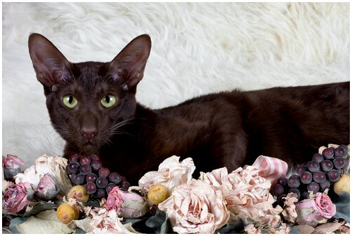 Гаванская кошка, коричневая, как табак и кофе