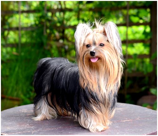 Йоркширский терьер: маленькая собака с отличным характером