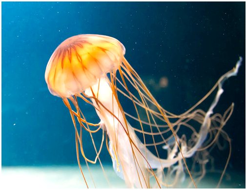 Как бороться с медузой?
