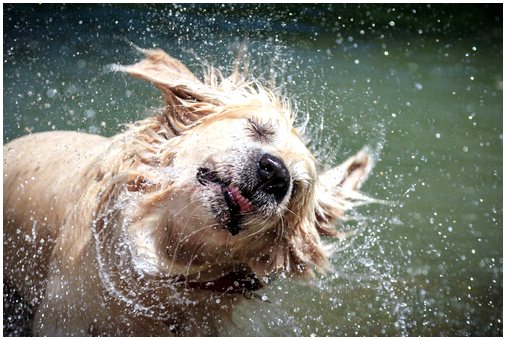 Можете ли вы избежать запаха мокрой собаки?
