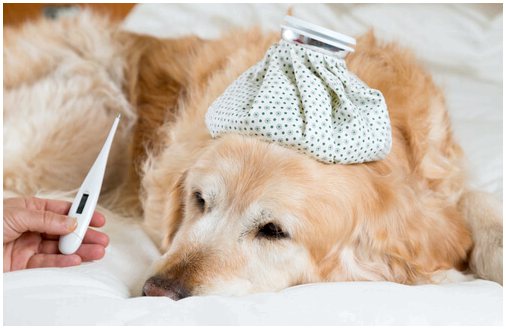 Как узнать, есть ли у вашей собаки лихорадка