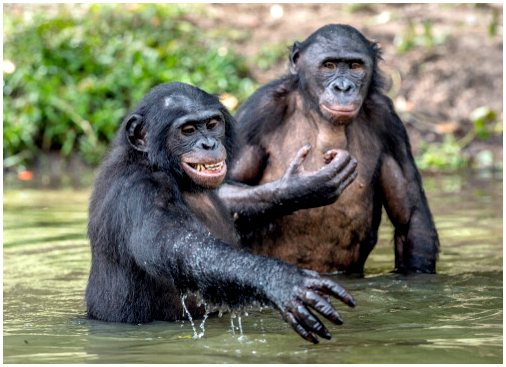 Карликовый шимпанзе: поведение и кормление