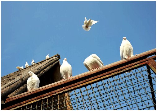 Консультации и уход за голубями