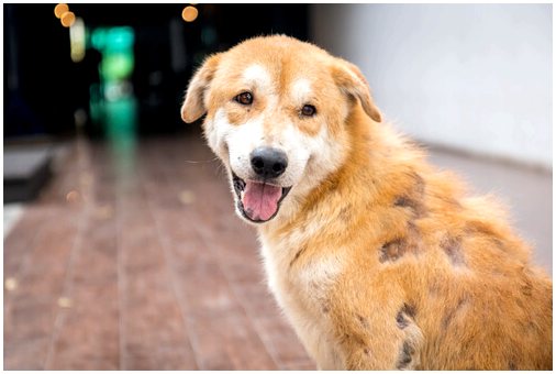 Лечение демодекоза собак