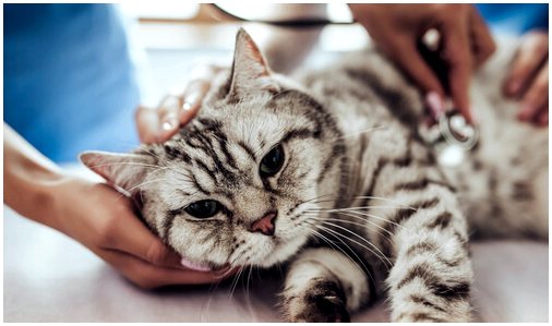 Лямблии у кошек: симптомы и способы распространения