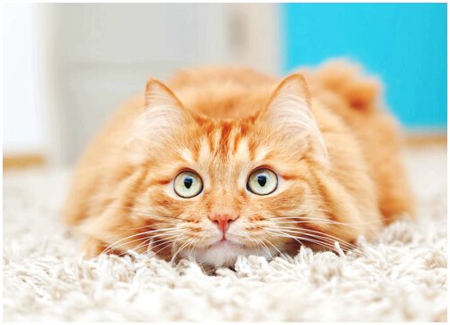 Миф о любопытстве кошек
