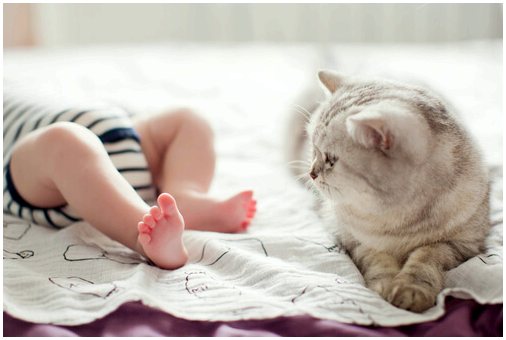 Могут ли кошки дружить с младенцами?