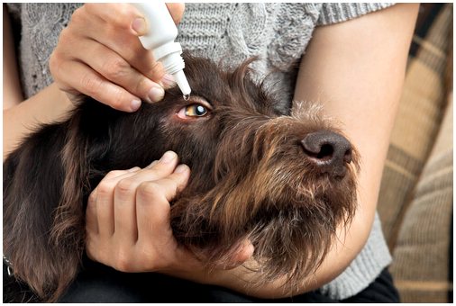 Как давать лекарства домашним животным