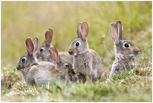 Отличия зайцев от кроликов