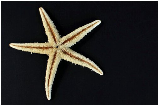 Питание и жизненный цикл морской звезды