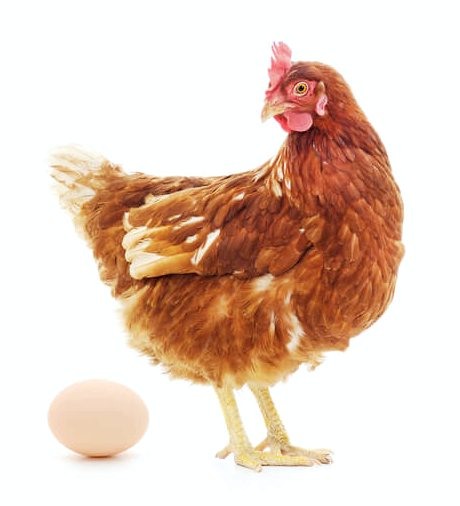 Почему куры едят яйца