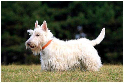 Породы шотландских хайлендских собак