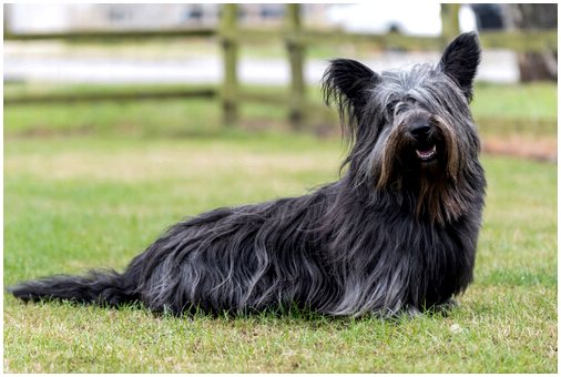 Шотландские хайлендские породы собак
