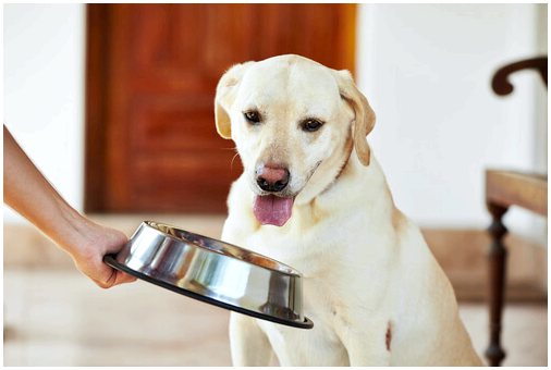 Посуда и товары для собак: представляем вам самое необходимое