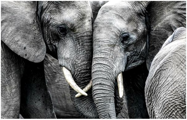 Сотни слонов убиты в Ботсване - что их убивает?