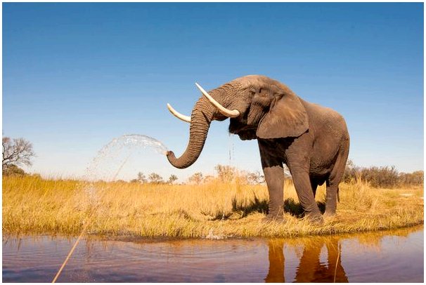 Сотни слонов убиты в Ботсване - что их убивает?