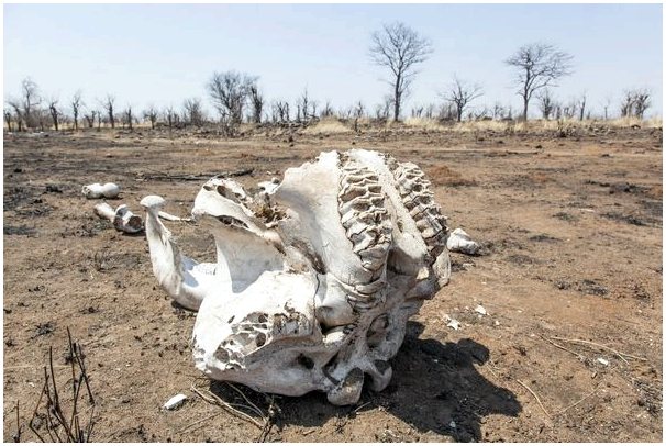 Тайна мертвых слонов в Ботсване раскрыта