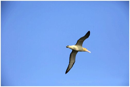 Текущее состояние видов короткохвостых альбатросов