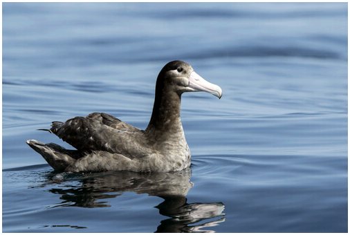 Текущее состояние видов короткохвостых альбатросов